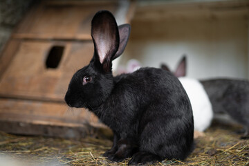 a beautiful black domestic rabbit is grazing and walking in the enclosure outdoors
