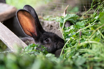 a beautiful grey domestic rabbit is grazing and walking in the enclosure outdoors