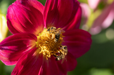 close-up of a bee pollinating a flower and making honey.