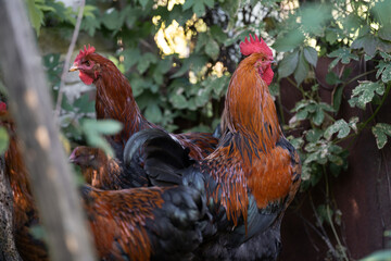 beautiful chickens and roosters outdoors in the yard.