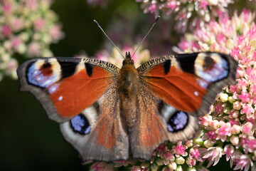 close-up of a butterfly pollinating a flower, collecting pollen