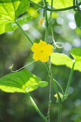 fresh green cucumbers grow in a greenhouse