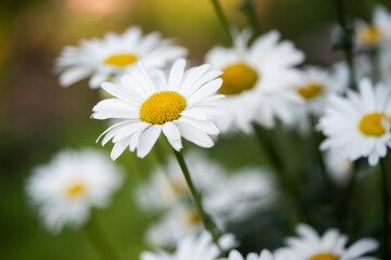 beautiful white chamomile flowers grow in the field