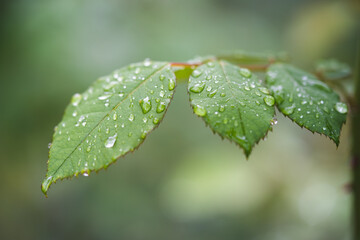 beautiful droplets after rain on a green leaf