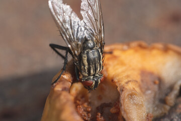 Housefly, close up macro shot of a fly