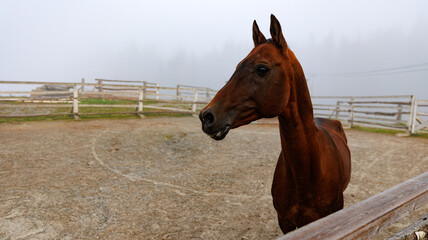 A brown horse standing in a grassy area enclosed by a fence