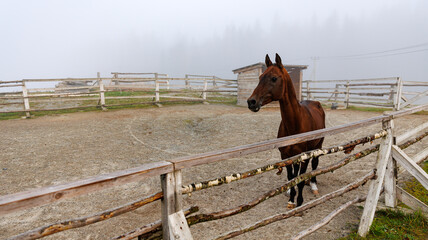 There is a brown horse positioned behind a wooden fence under the sky