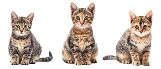 Group of Three Kittens Sitting Together