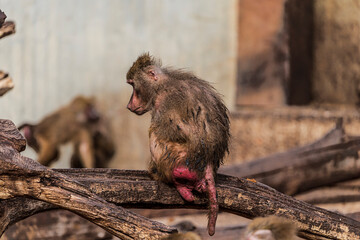 photographs of monkeys and gorillas in different positions