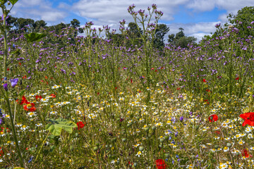 A pretty field full of white daisies, red poppies and thistles with purple flowers