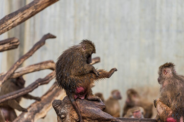 Obraz premium photographs of monkeys and gorillas in different positions
