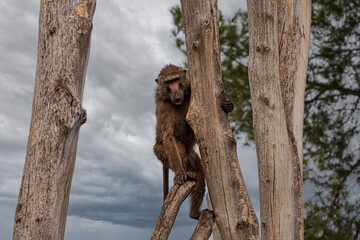 photographs of monkeys and gorillas in different positions