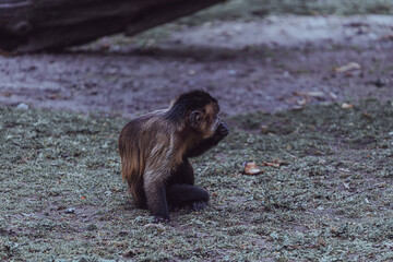 photographs of monkeys and gorillas in different positions