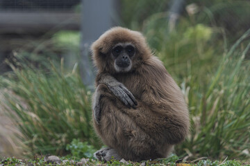photographs of monkeys and gorillas in different positions