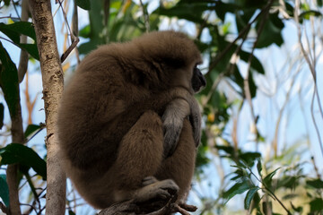 photographs of monkeys and gorillas in different positions
