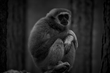photographs of monkeys and gorillas in different positions