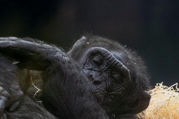 photographs of monkeys and gorillas in different positions