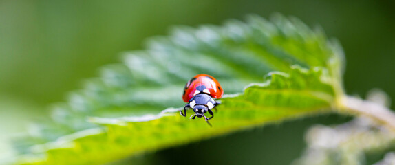 a ladybug in nature panorama