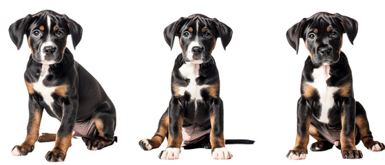 Black and Brown Dog Sitting on White Floor