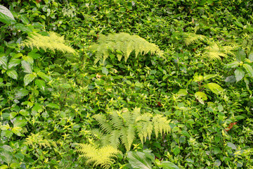 Barron Gorge's rainforest! Discover the mesmerizing undergrowth, teeming with life and lush greenery