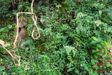 Barron Gorge's rainforest! Discover the mesmerizing undergrowth, teeming with life and lush greenery