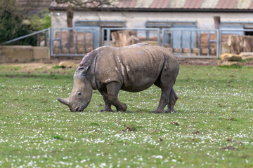Photo of a southern white rhinoceros (ceratotherium simum simum)