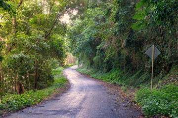 Cairns' region, Queensland, lush rainforest via winding roads. Sunlight filters through dense foliage, creating a captivating scene of natural beauty