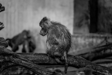 black and white photographs of monkeys and gorillas