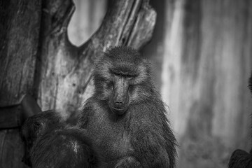 black and white photographs of monkeys and gorillas
