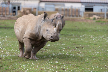 Fototapeta premium A southern white rhinoceros (ceratotherium simum simum) running around a field