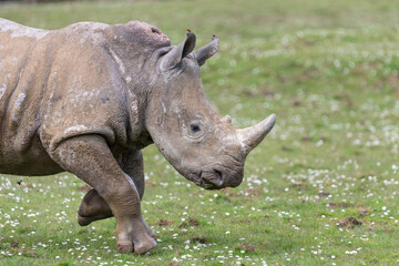 Southern white rhinoceros (ceratotherium simum simum)