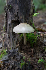 Wild mushrooms growing in the forest. Fungi - Amanita bisporigera