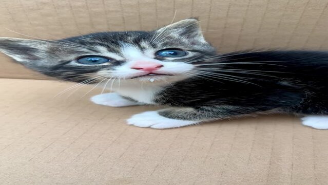 petit chaton gris blanc tigr&eacute; assis dans un carton  
