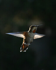 Fototapeta premium Grey Red Hummingbird In Flight