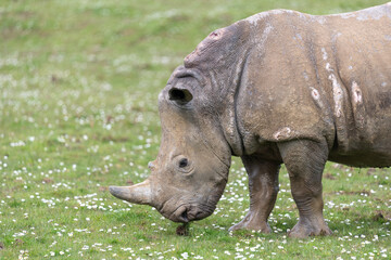 Portrait of a southern white rhinoceros (ceratotherium simum simum)