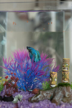 Vibrant betta fish in a decorated aquarium
