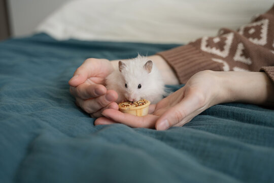 Cropped anonymous bonding with pet hamster at home
