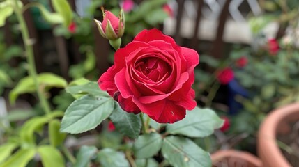 A fresh red rose blooms in the backyard