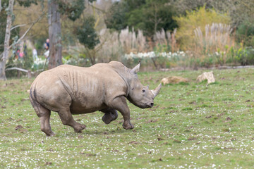 Southern white rhinoceros (ceratotherium simum simum) © tom