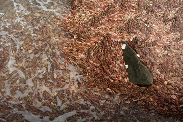 plage de coquille vue de haut © GLphotographies