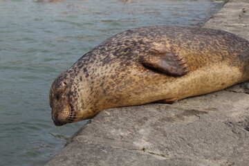 phoque couché sur le coté © GLphotographies
