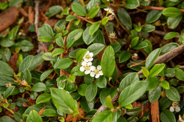 White flowers of a groud creeper