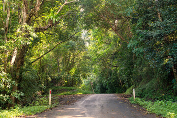 Fototapeta premium Cairns' region, Queensland, lush rainforest via winding roads. Sunlight filters through dense foliage, creating a captivating scene of natural beauty