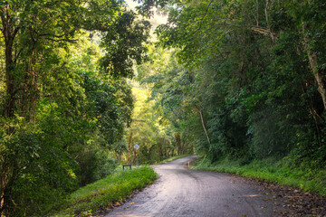 Cairns' region, Queensland, lush rainforest via winding roads. Sunlight filters through dense...