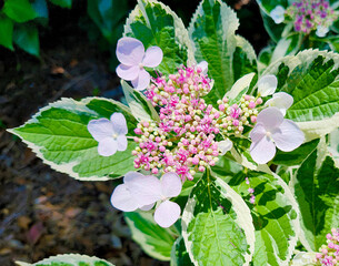 Variegated Bigleaf Hydrangea, Hydrangea macrophylla 'Mariesii Variegata' 