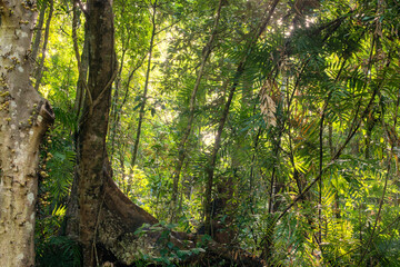Barron Gorge's rainforest! Discover the mesmerizing undergrowth, teeming with life and lush greenery