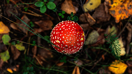 Red mushroom with white spots grows in a natural environment