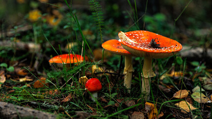 Three red mushrooms grow among grass in a lush forest