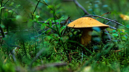 A mushroom grows in the woods among grass, wood, branches, and plants
