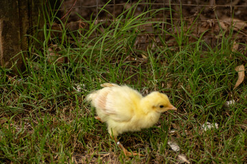 Polluelo de Pavo Real